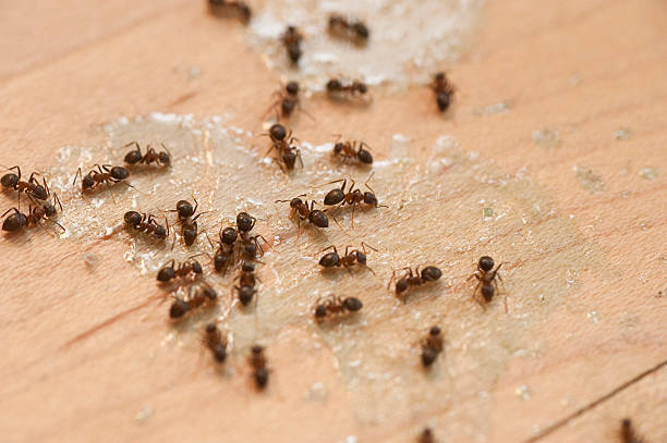 Best Best Pest Control Near Me  in Kettering, OH